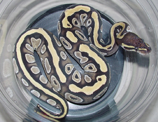 Mojave Female 2003
