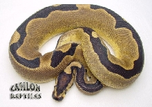 Super Reduced Ball Python