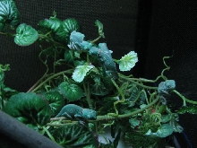 Veiled Chameleon Babys