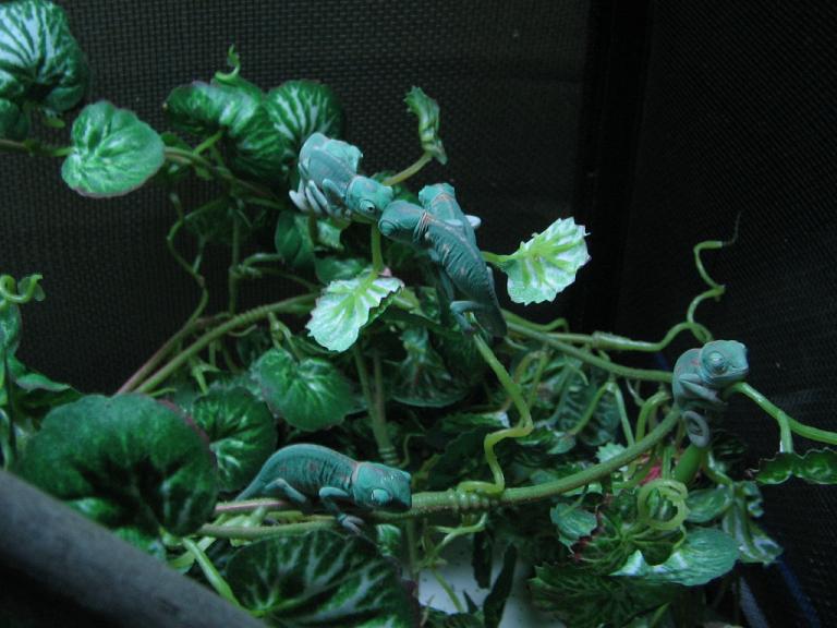 Veiled Chameleon Babys