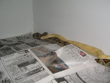 Albino an 100% het  boa