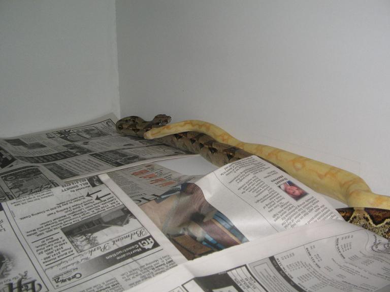 Albino an 100% het  boa
