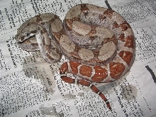 Harlequin Hypo