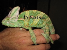 Male Veiled Chameleon