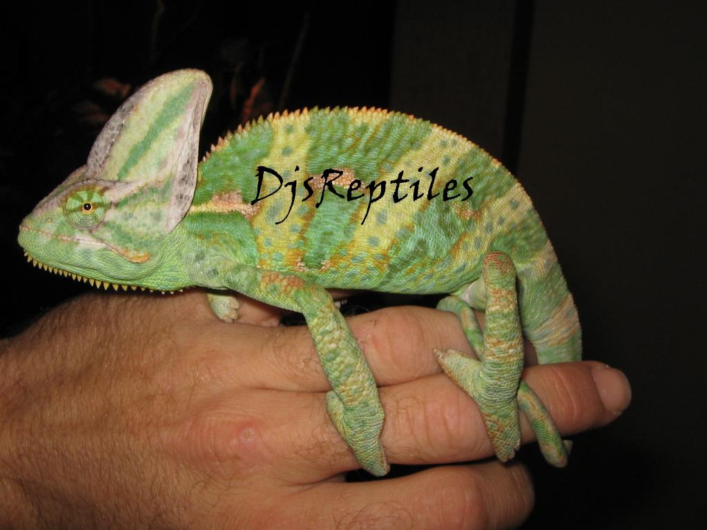 Male Veiled Chameleon