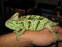 Female Veiled Chameleon