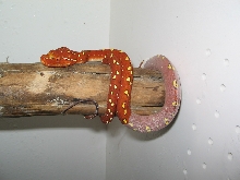 Biak Green Tree Python