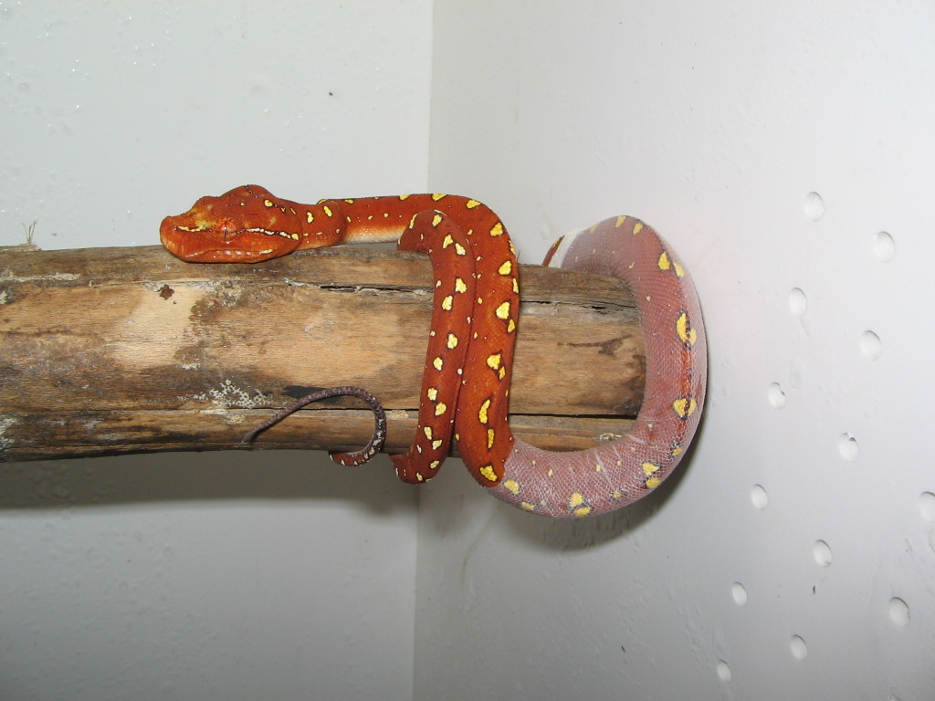 Biak Green Tree Python