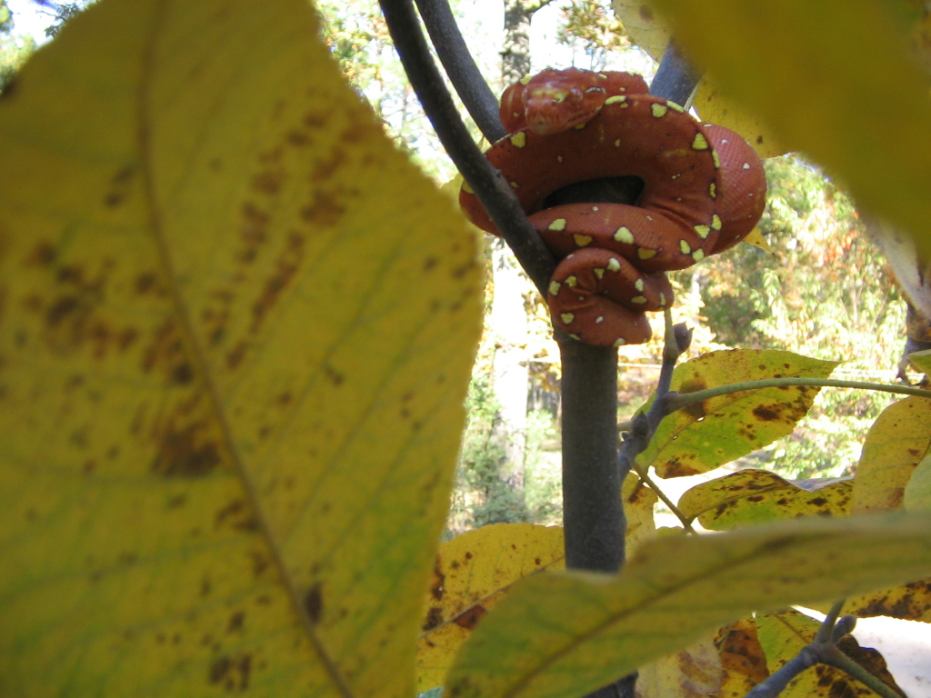 0.0.1 05 Green tree python