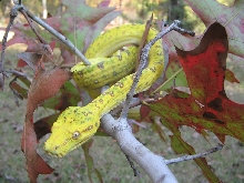 Green Tree Python (Chondro)