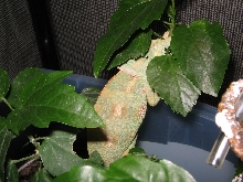 Gravid Female Veiled