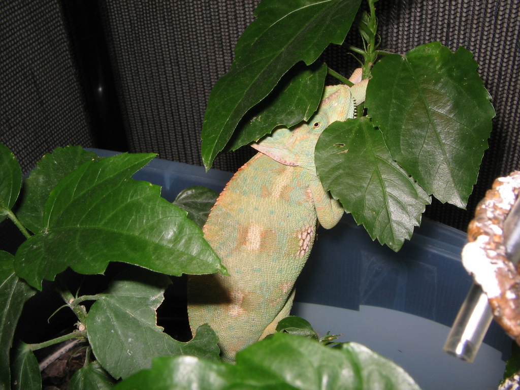 Gravid Female Veiled