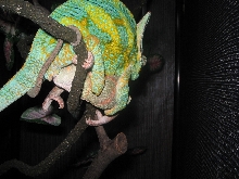 Veiled Chameleon Breeding
