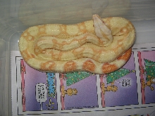 Albino boa Male