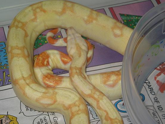 Albino Boa