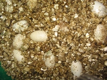Veiled Chameleon eggs hatching
