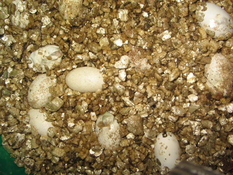 Veiled Chameleon eggs hatching