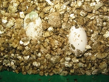 Veiled Chameleon eggs hatching
