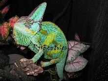 Male Veiled Chameleon