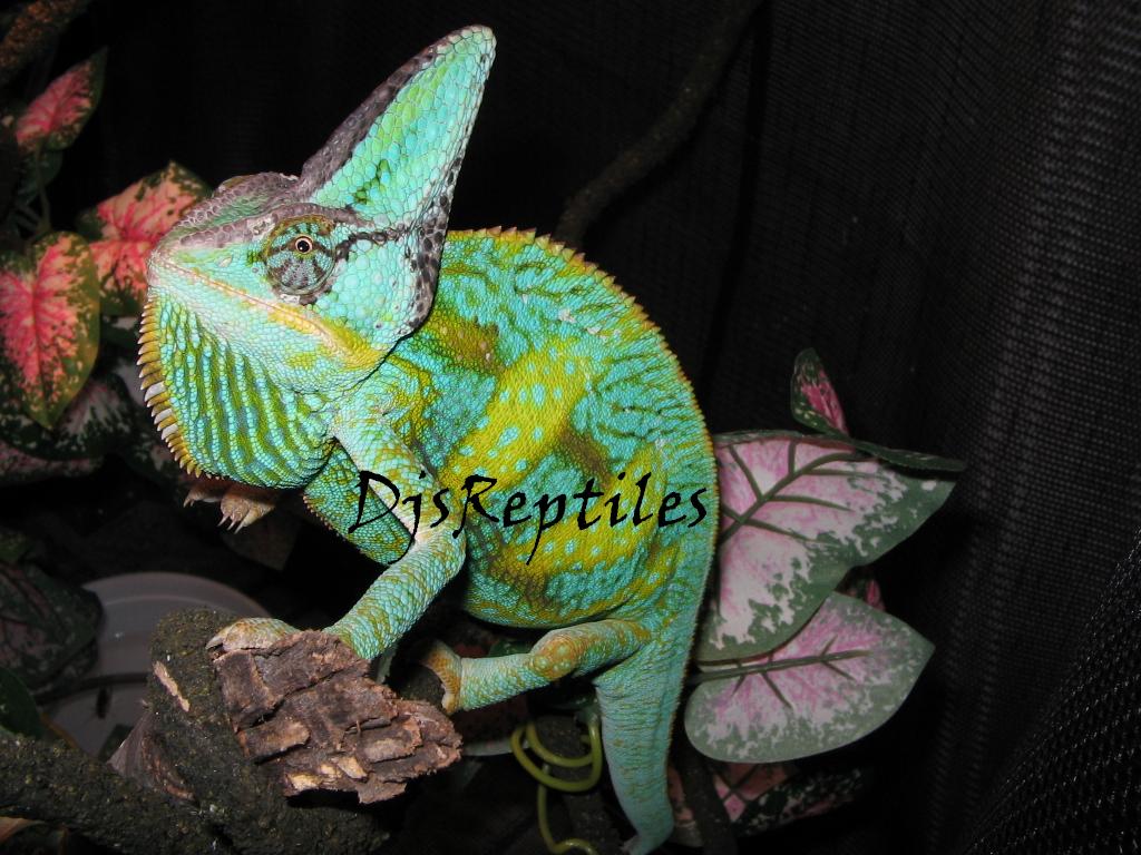 Male Veiled Chameleon