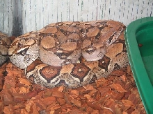 Normal Female an an 100% het Albino Boa