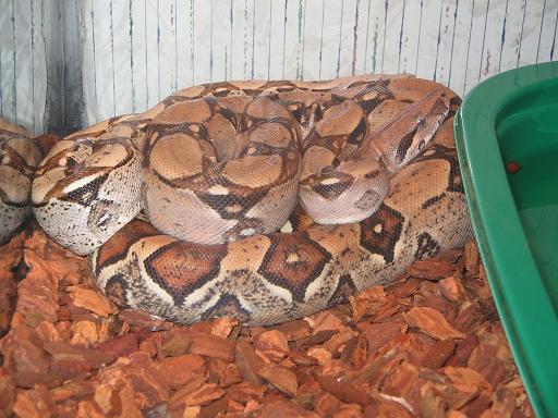 Normal Female an an 100% het Albino Boa
