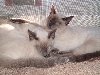 Cleo and Zoe (October 19, 2005)