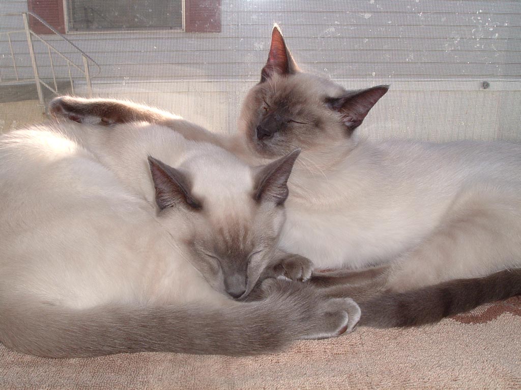 Cleo and Zoe (October 19, 2005)
