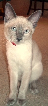 Cleo