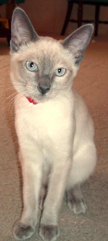 Cleo