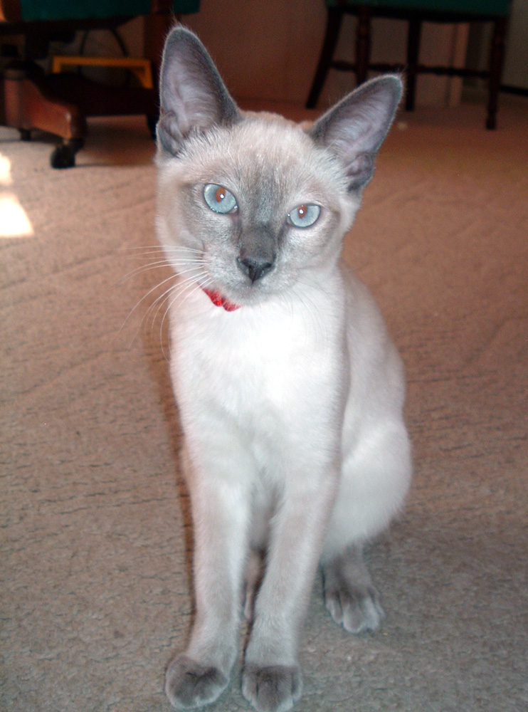 Cleo (9-13-2005)