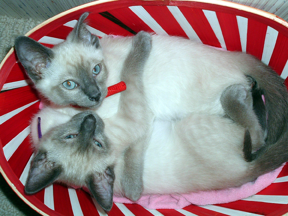 Cleo and Zoe in basket (7-23-2005)