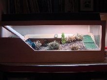"sterlings" tank 1