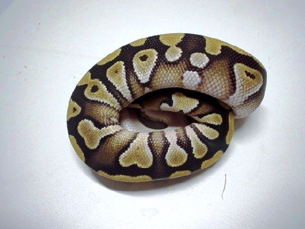 mojave clean