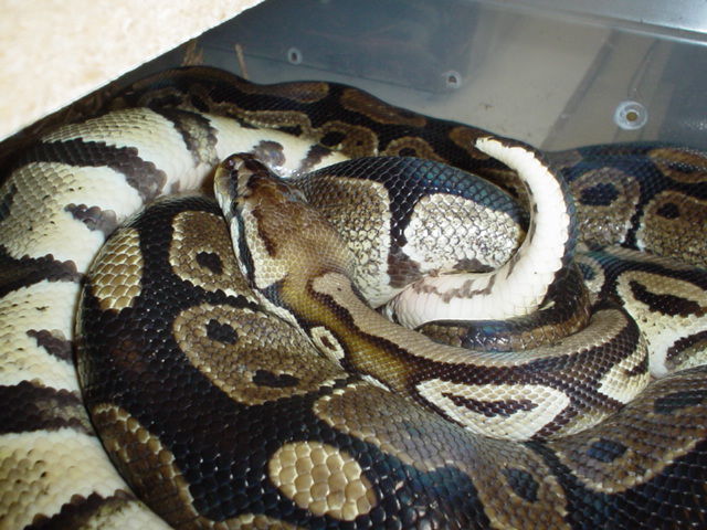 lemon breeding