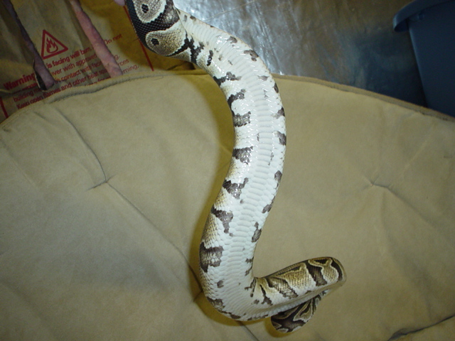 Clear belly