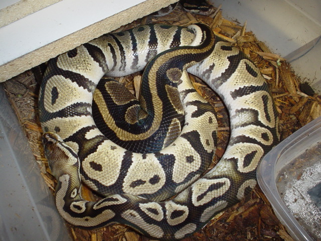 pastel breeding