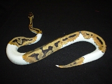 pied side