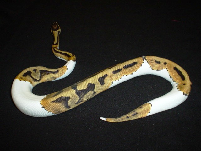 pied side