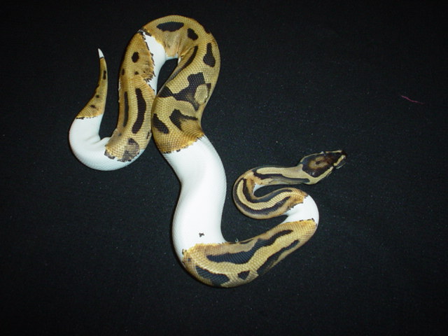 Pied
