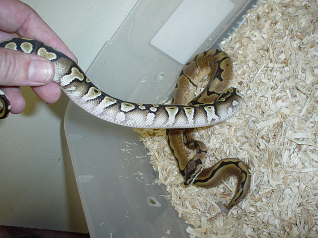 mojave