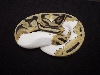 pied shot