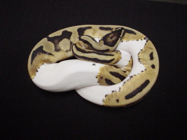pied shot