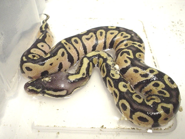 Gods Pastel