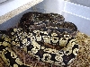 New male w/female