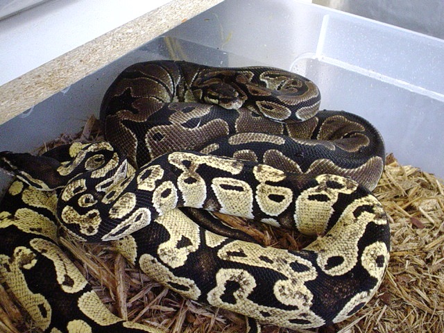 New male w/female