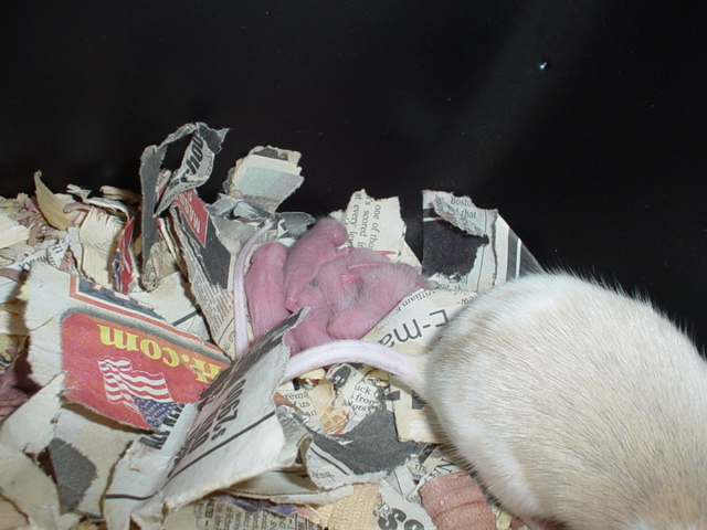 African Rat