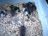 african rats
