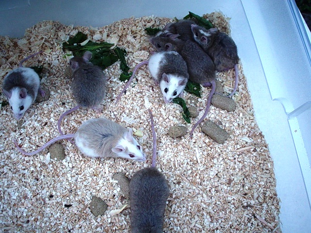 african rats