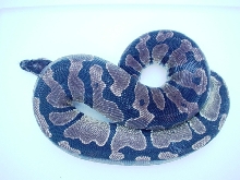 Banded ball